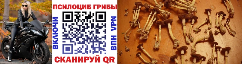 Галлюциногенные грибы Cubensis  Ивдель 
